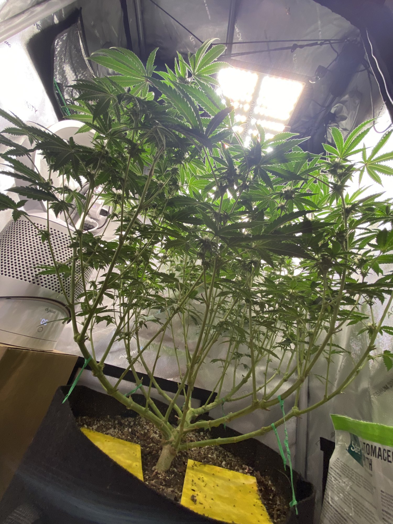 Advice finishing my first grow 4