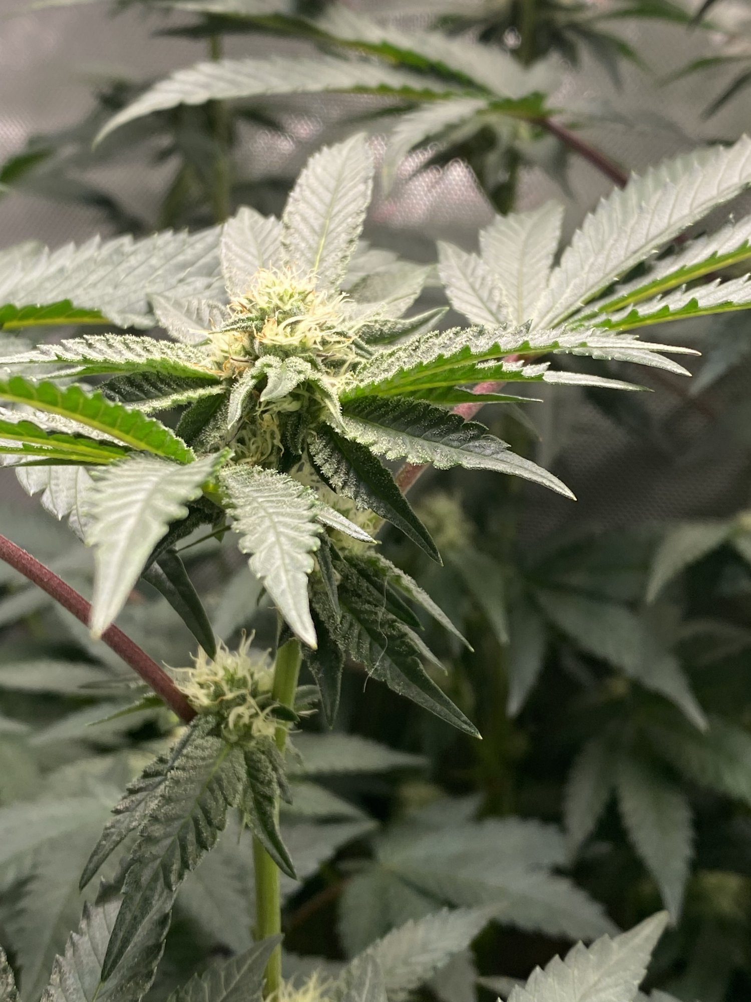 Advice finishing my first grow 5