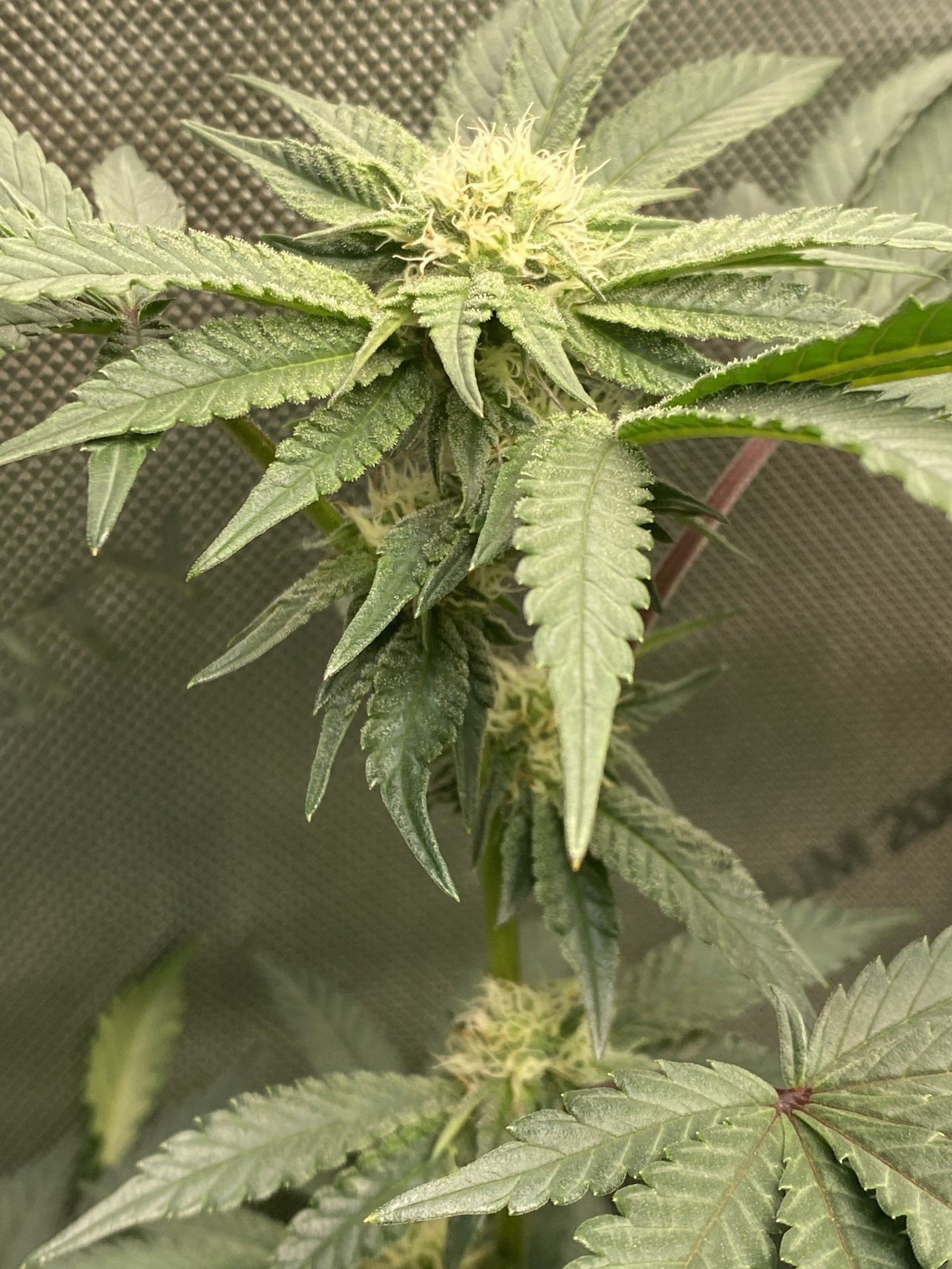 Advice finishing my first grow 8
