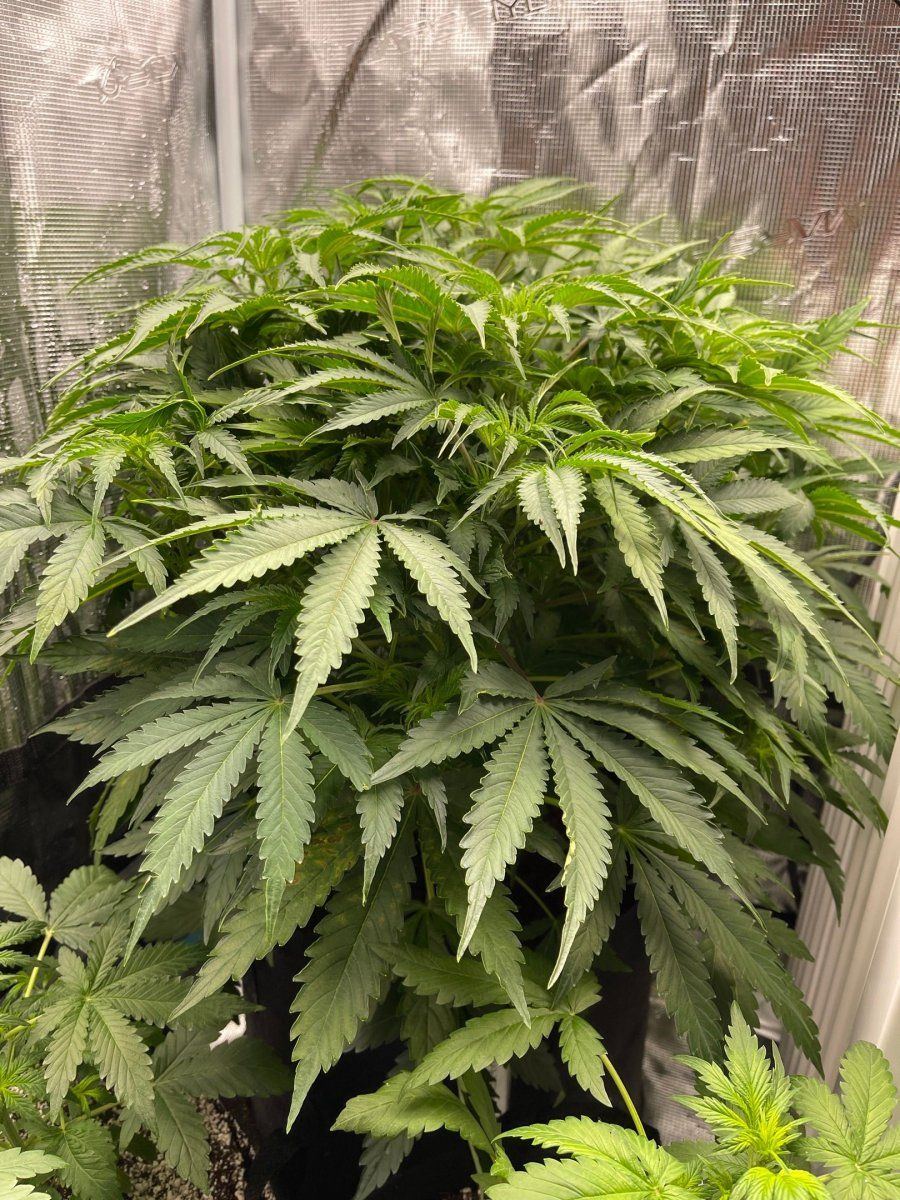 Advice for auto plant not flowering 65 days 2