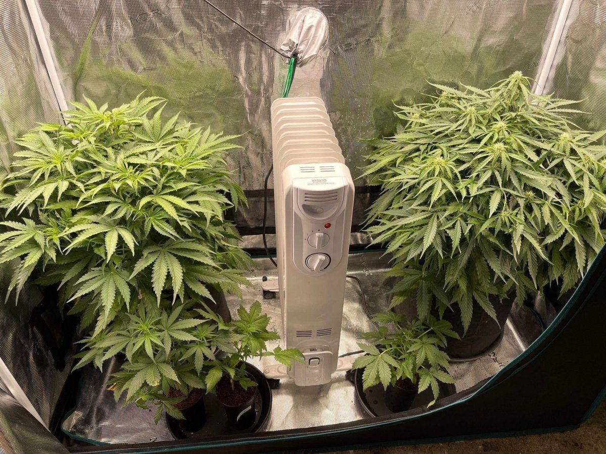 Advice for auto plant not flowering 65 days 3