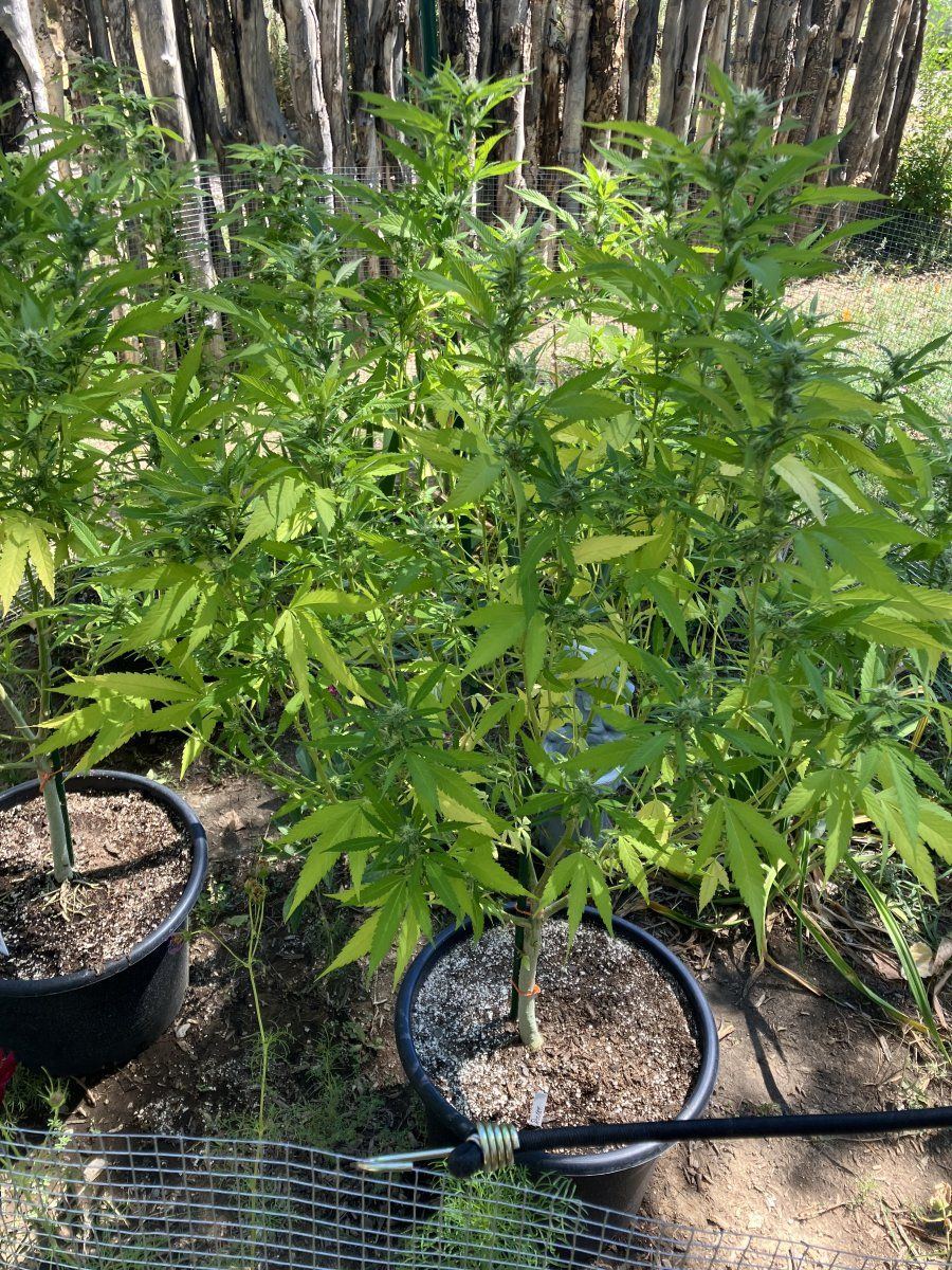 Advice for coming harvest time 3