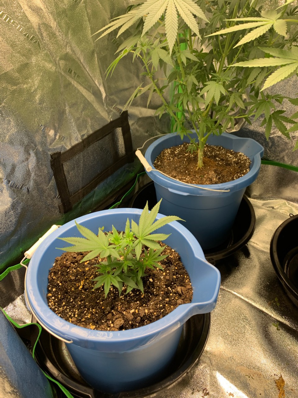 Advice for what to do with my clone