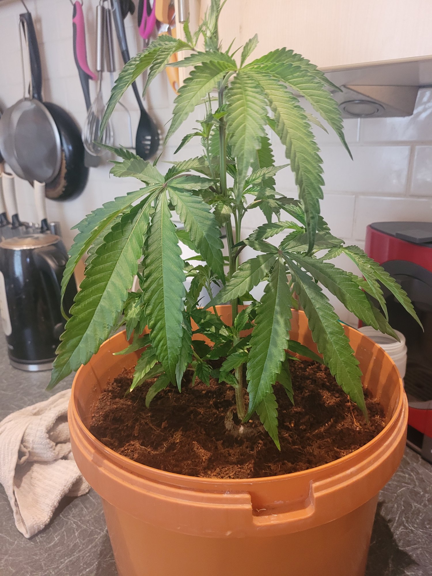 Advice needed on topping please