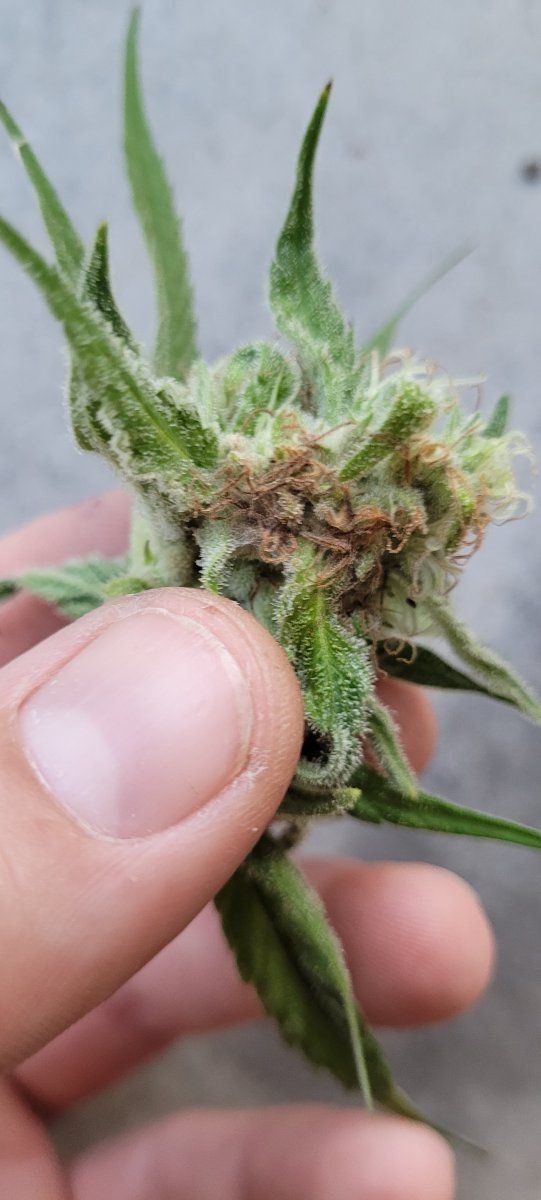Advice on dealing with potential bud rot 2