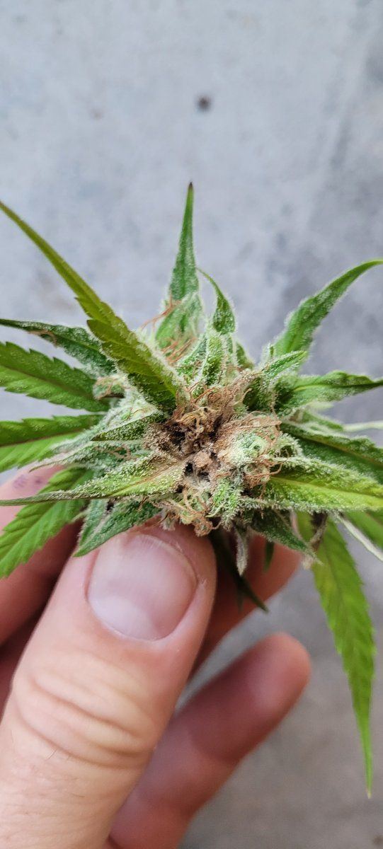 Advice on dealing with potential bud rot 3