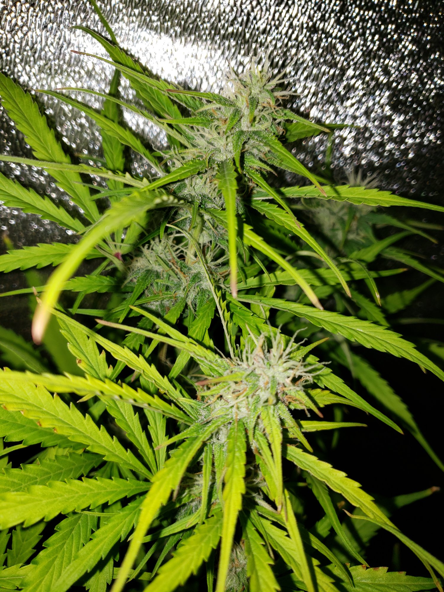 Advice please northern lights ready to harvest 4