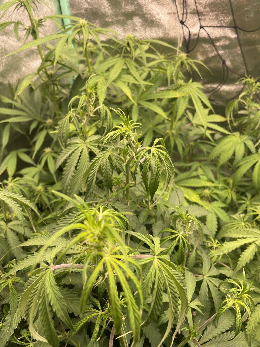 Advice please with first time coir 2