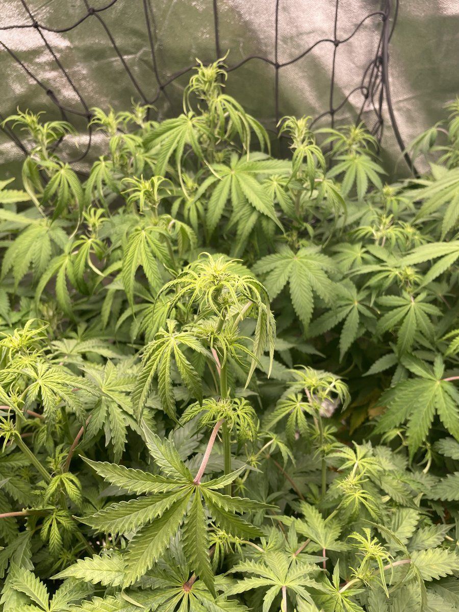 Advice please with first time coir
