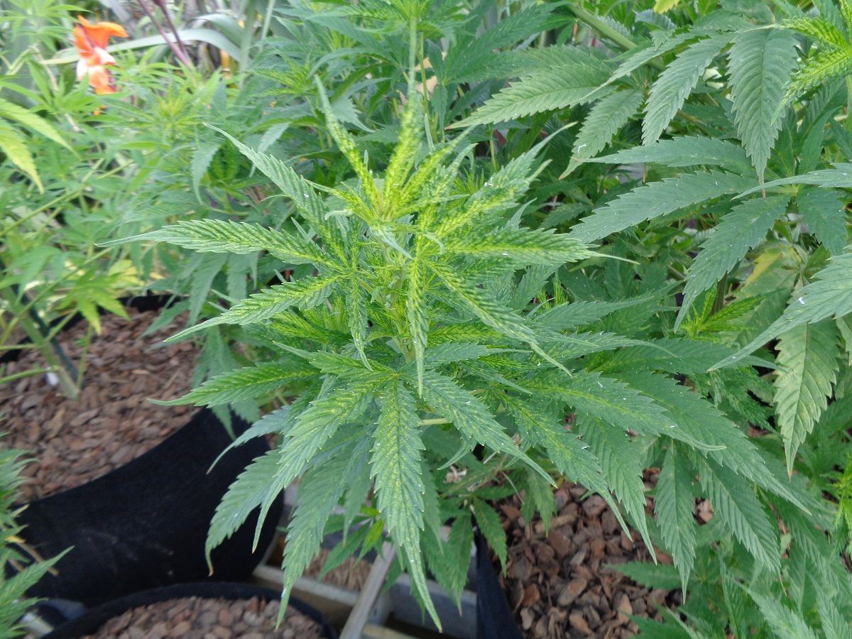 Advice please yellowing on leaves 5