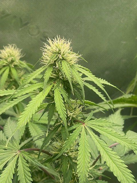 Advise please1st time grower 3