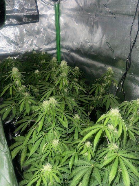 Advise please1st time grower 4