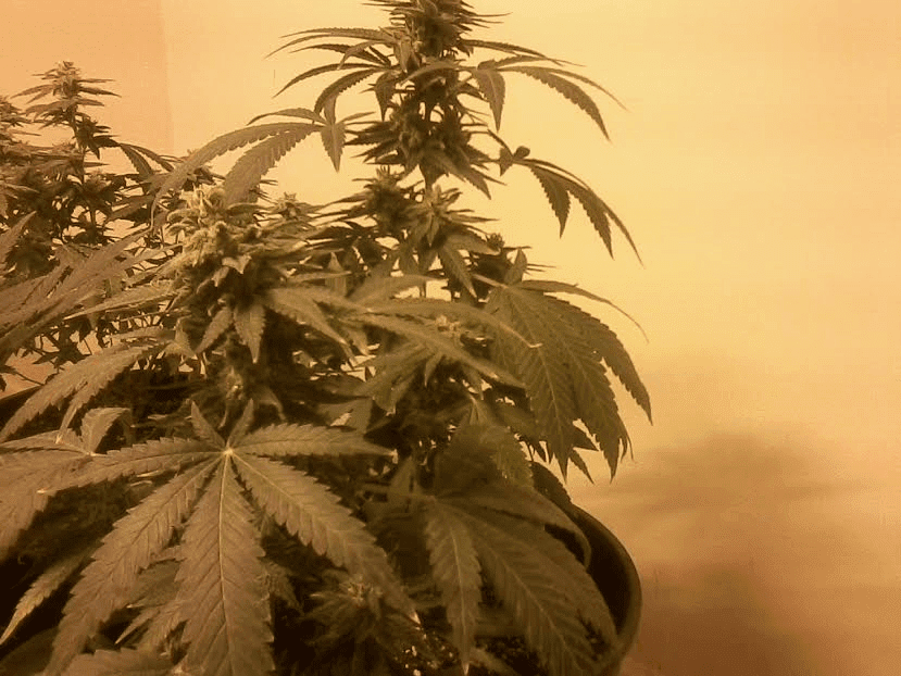 ADxC995weeks