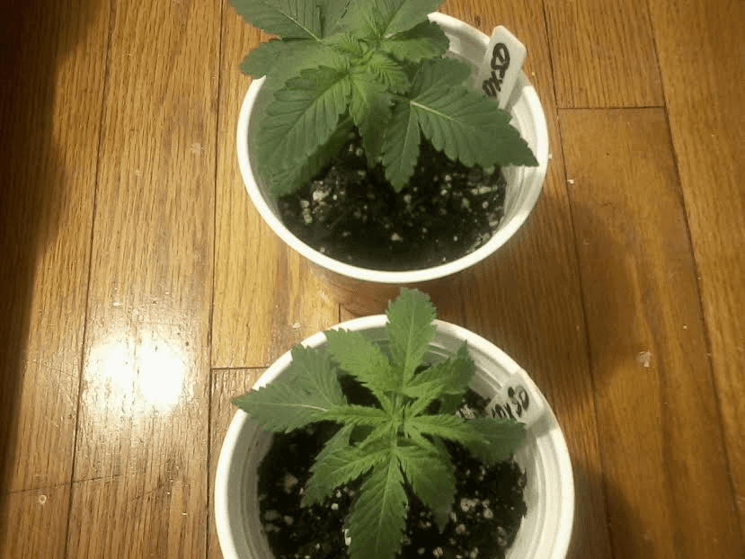 ADxSD2phenos