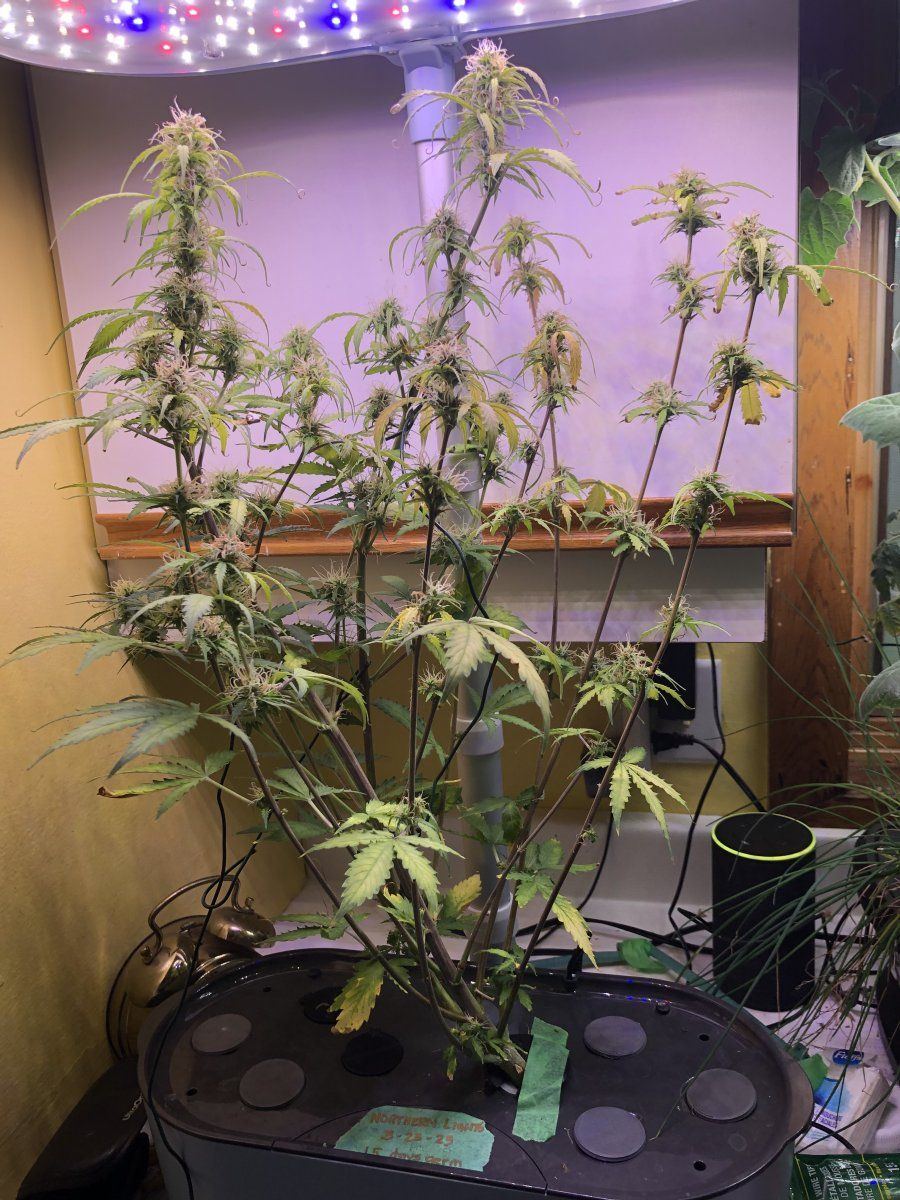 Aerogarden nl 4