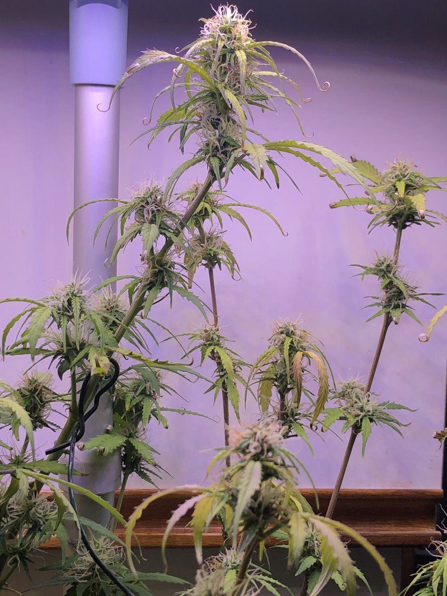 Aerogarden nl 6