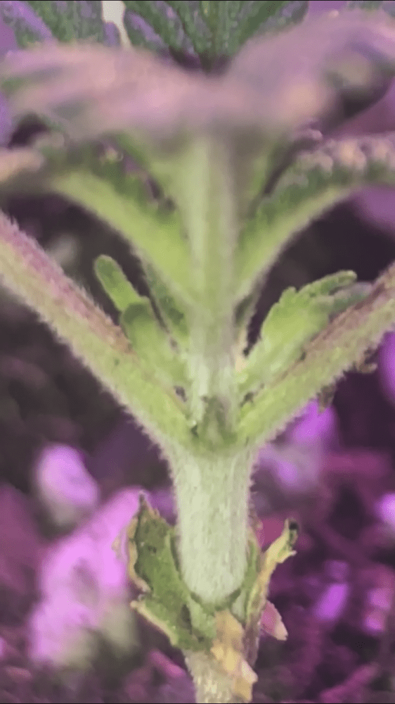 AF4F8CBD 4883 4F18 8E8E 5B0B3E3843B8