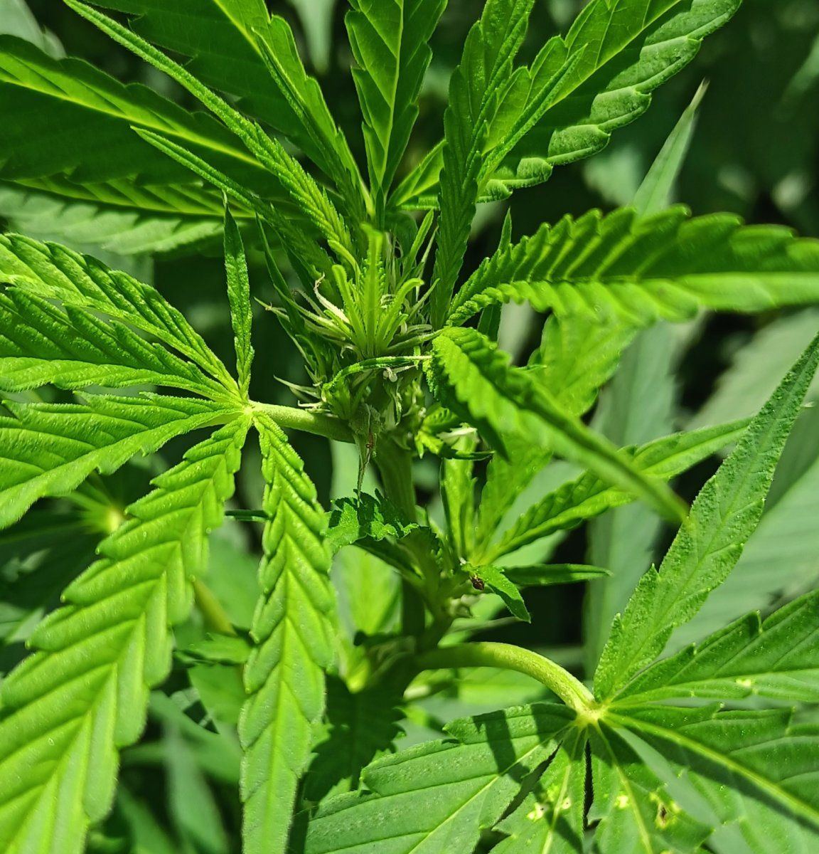 Afghan Outdoor bud