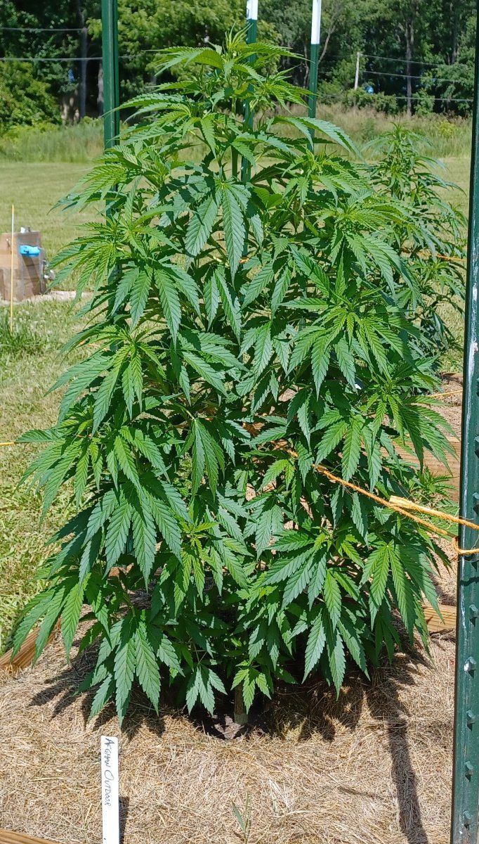 Afghan outdoor