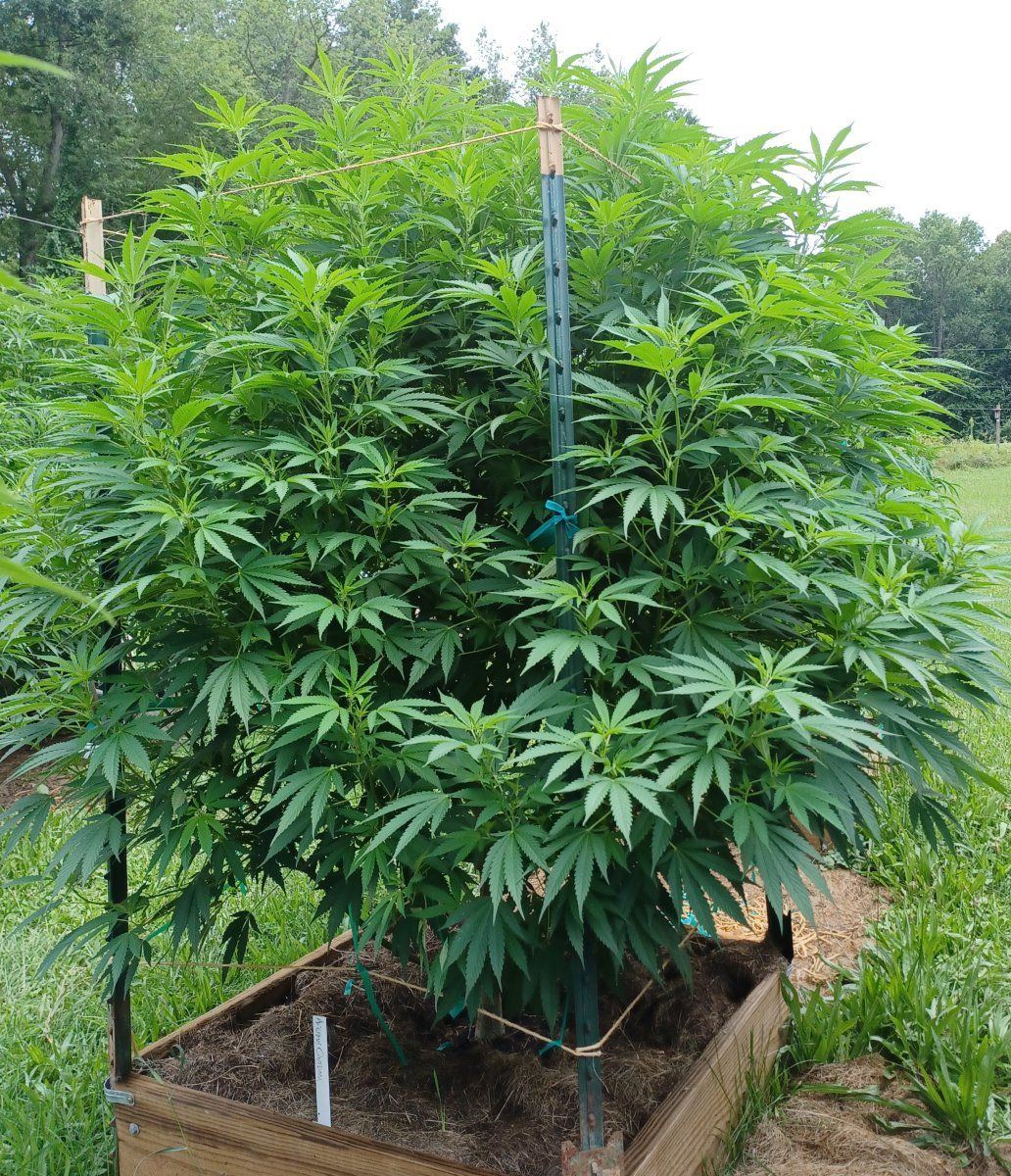 Afghan Outdoor