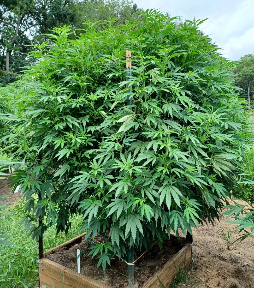Afghan Outdoor