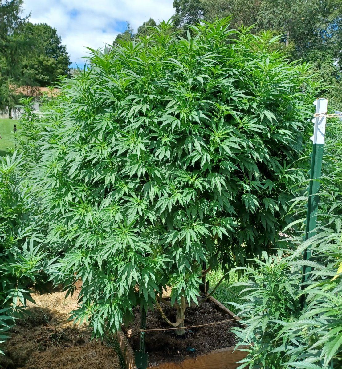 Afghan Outdoor