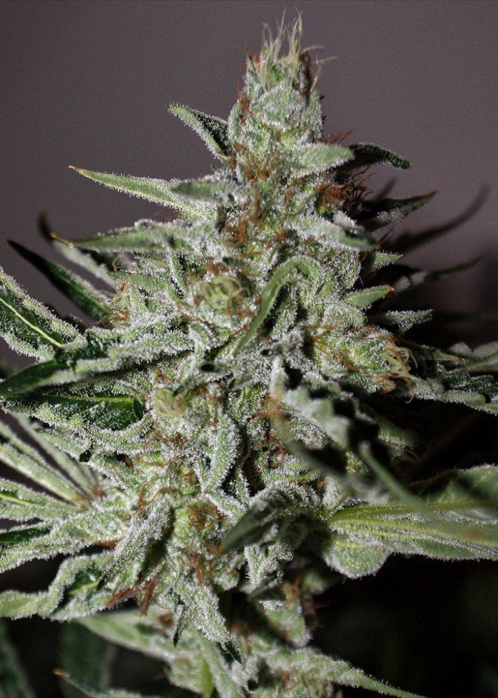 Afghanghost
