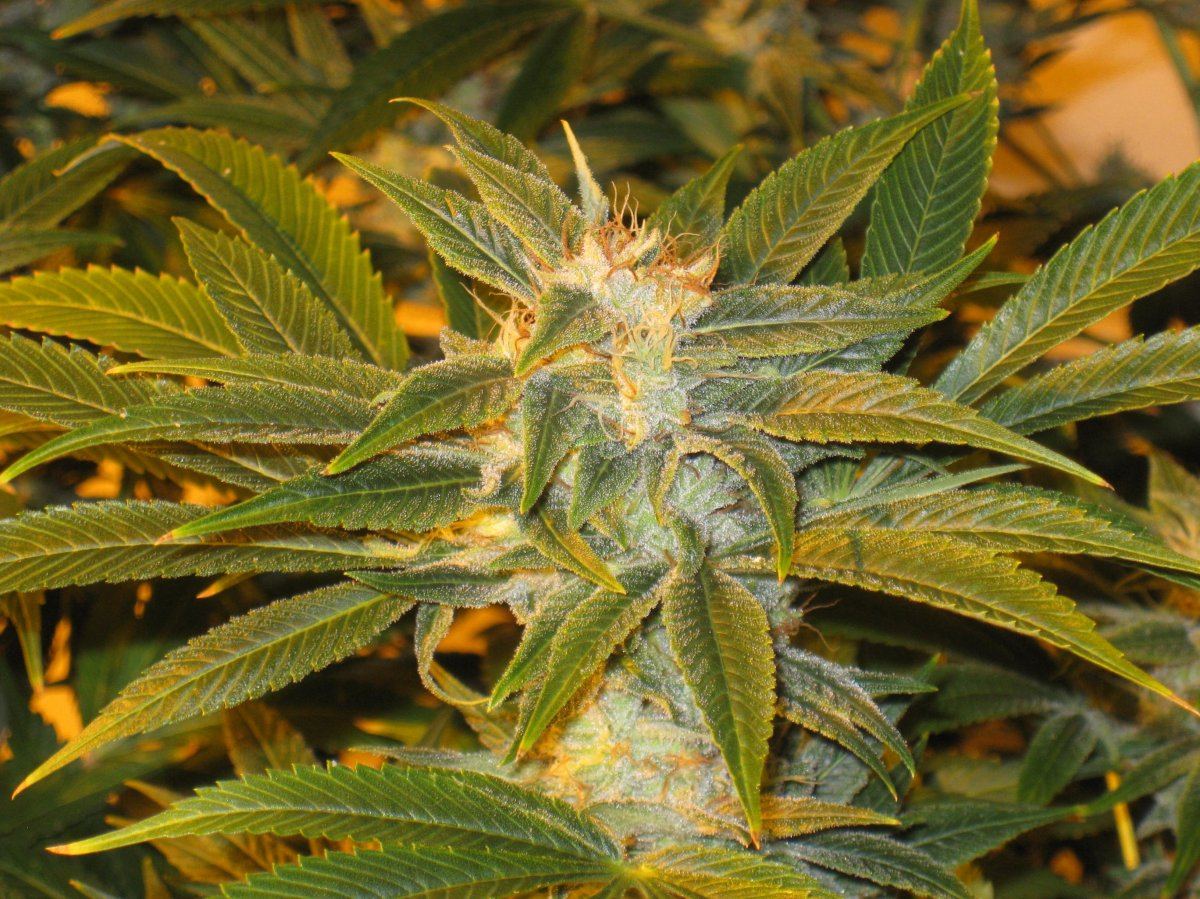 AfghanKush