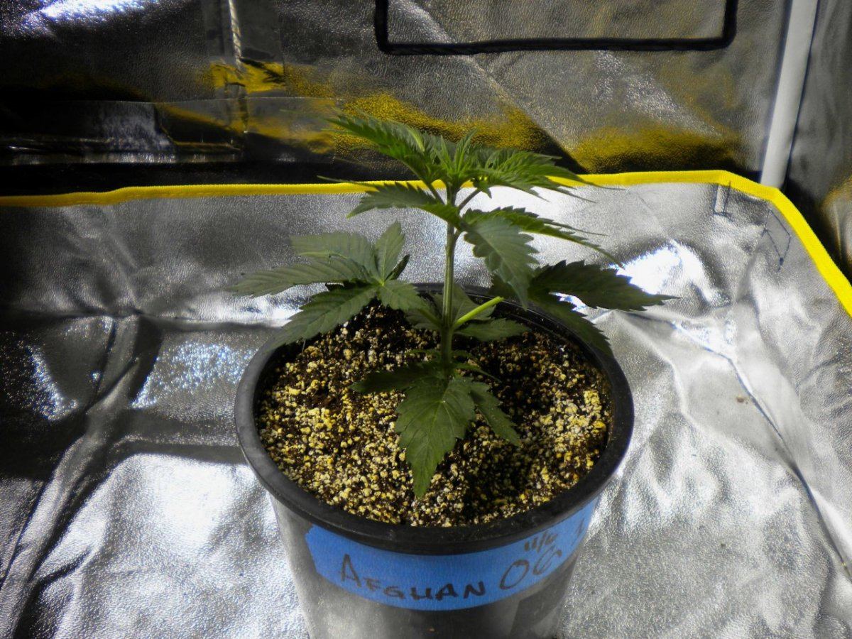 AfghanOG