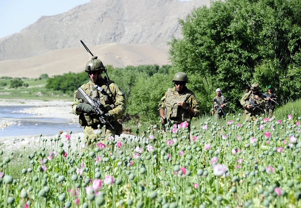 Afghanpoppy