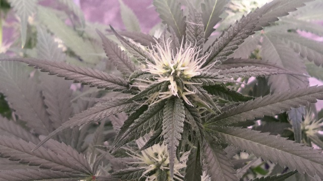 Afghooie1
