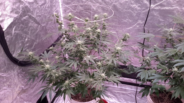 Afghooie2