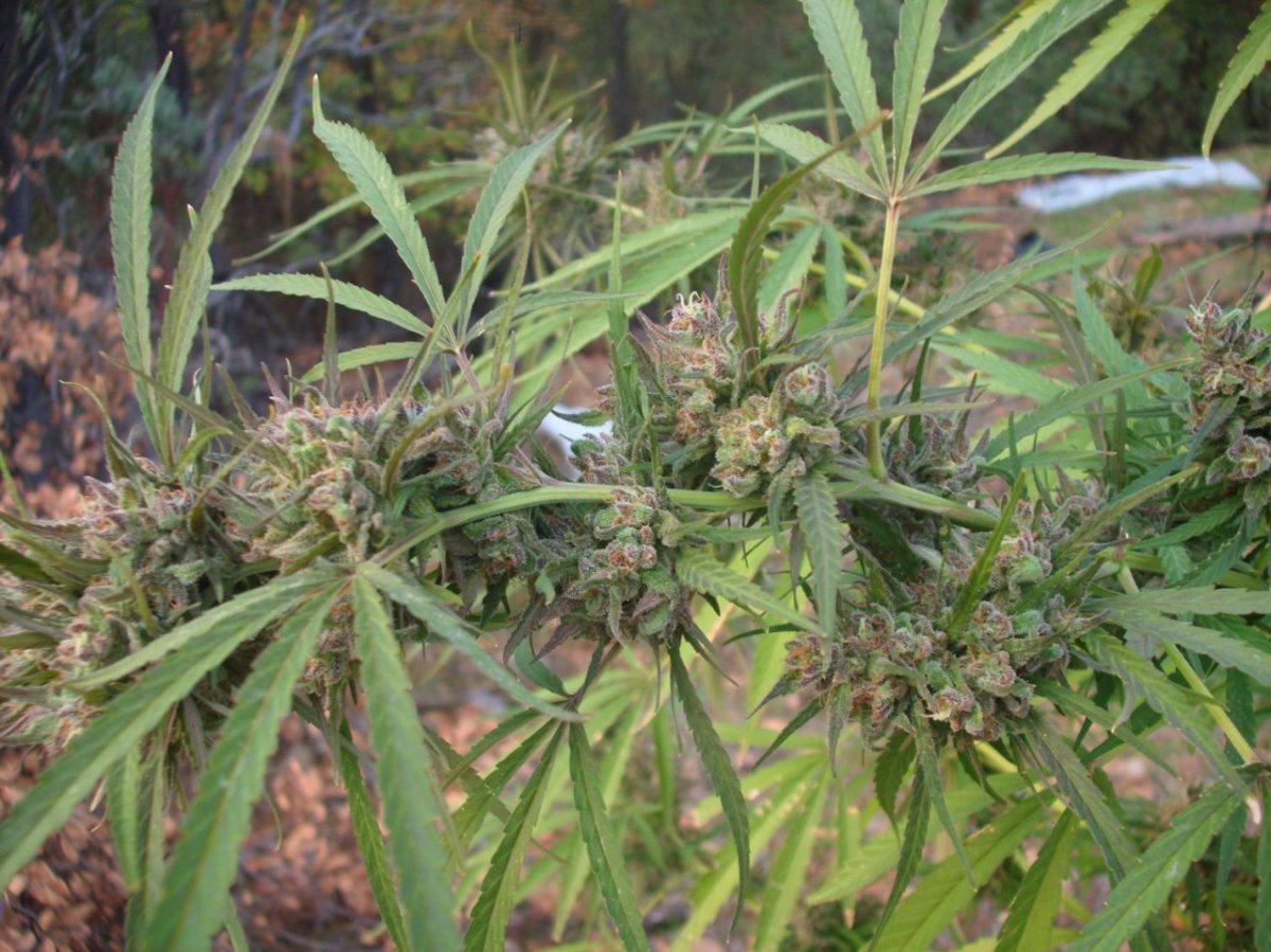 AfHazePurple 2