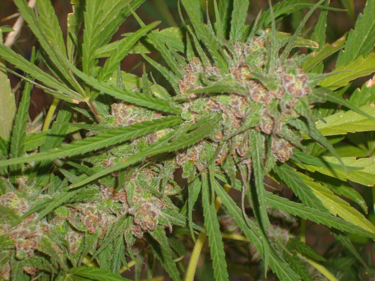 AfHazePurple 3