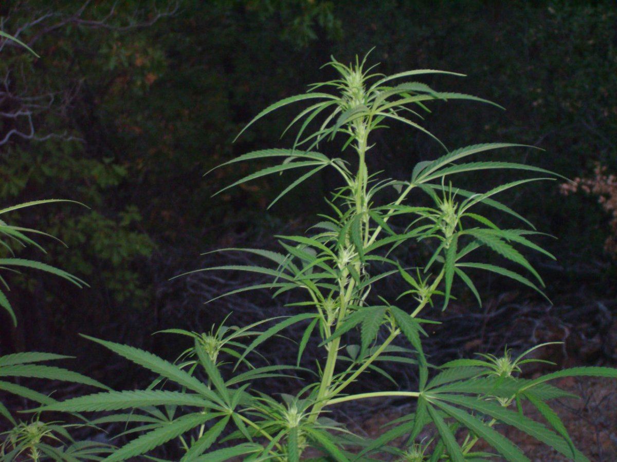 AfHazeXafSkunk