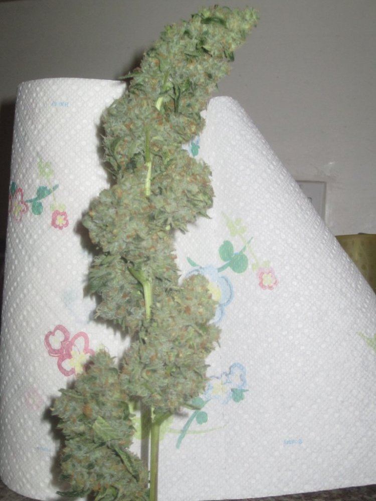 Afho 7 cola