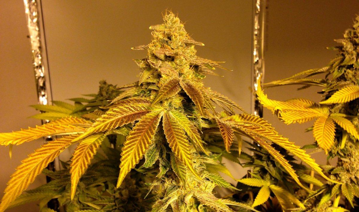 AFOG5