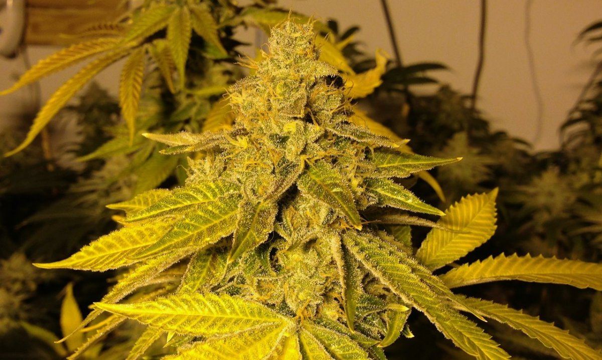 AFOG8