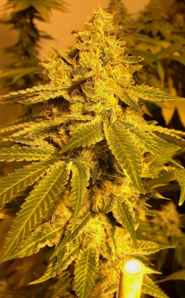 AFOG9