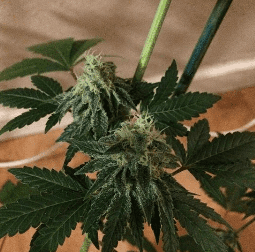 Afrost1
