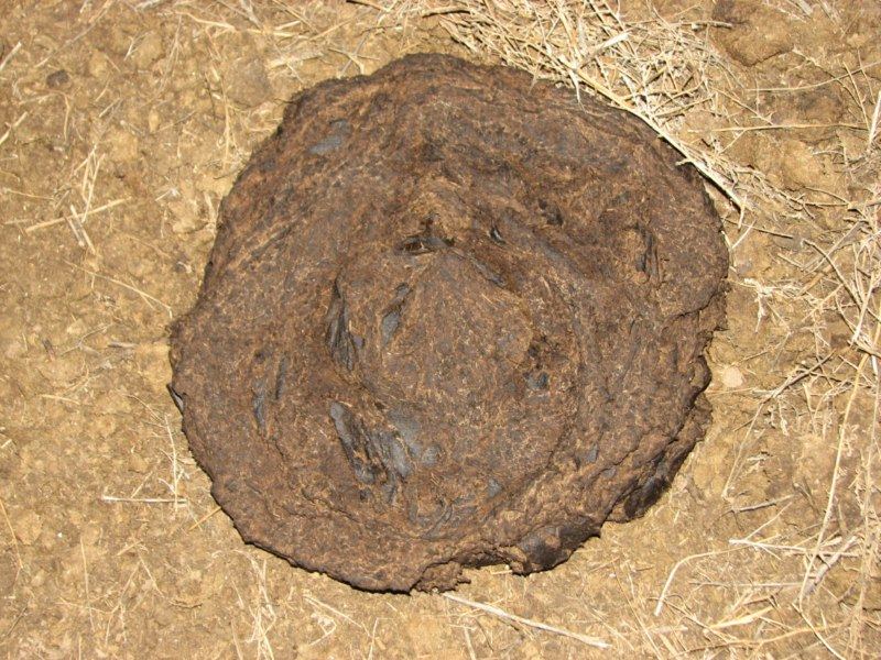 Afrwenoon 019 800x600