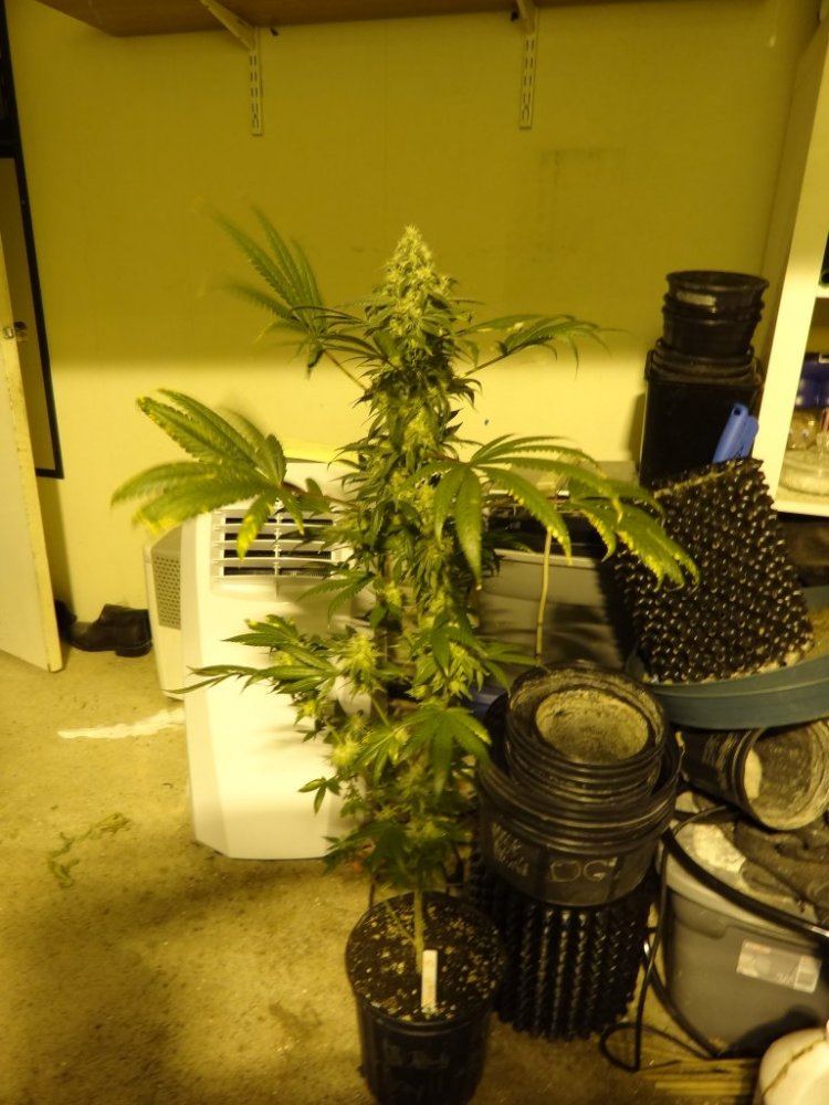 After sesh garden pics 007