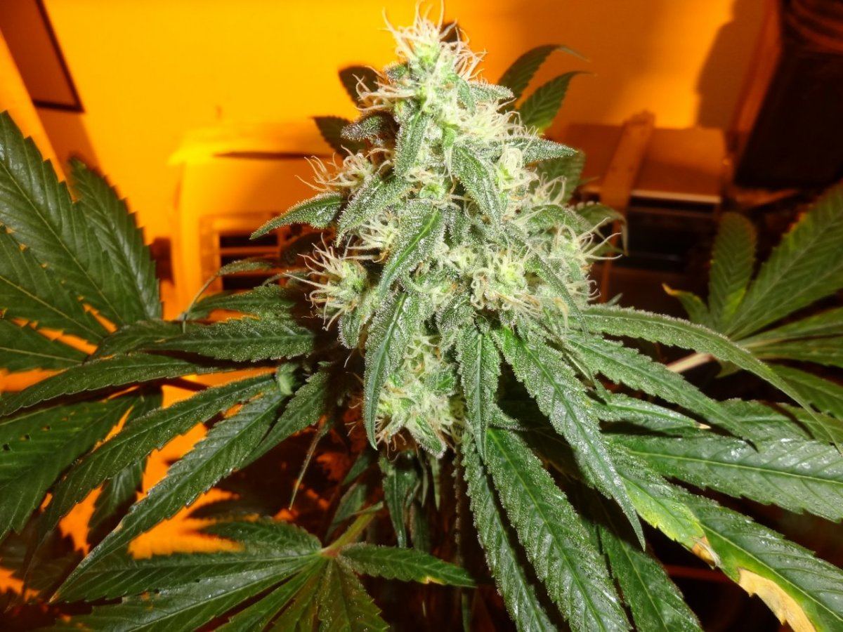 After sesh garden pics 010