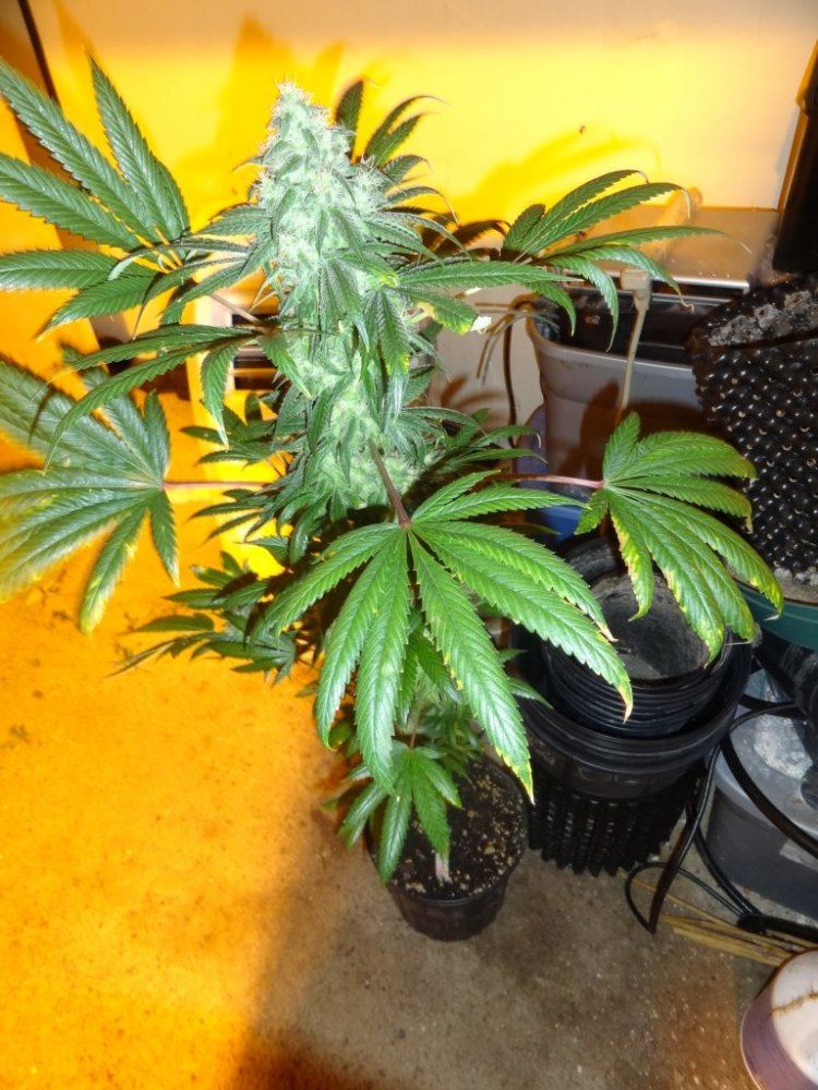 After sesh garden pics 011
