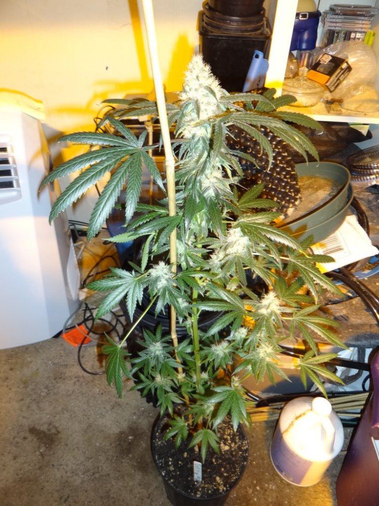 After sesh garden pics 013
