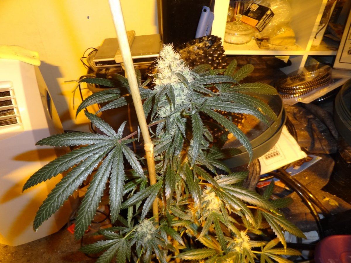 After sesh garden pics 014