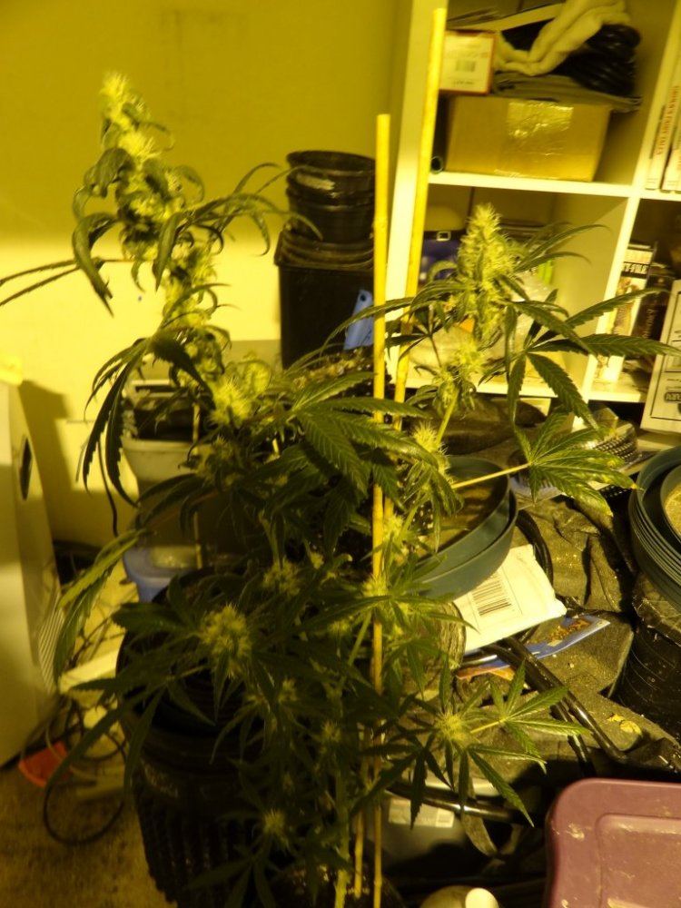 After sesh garden pics 018