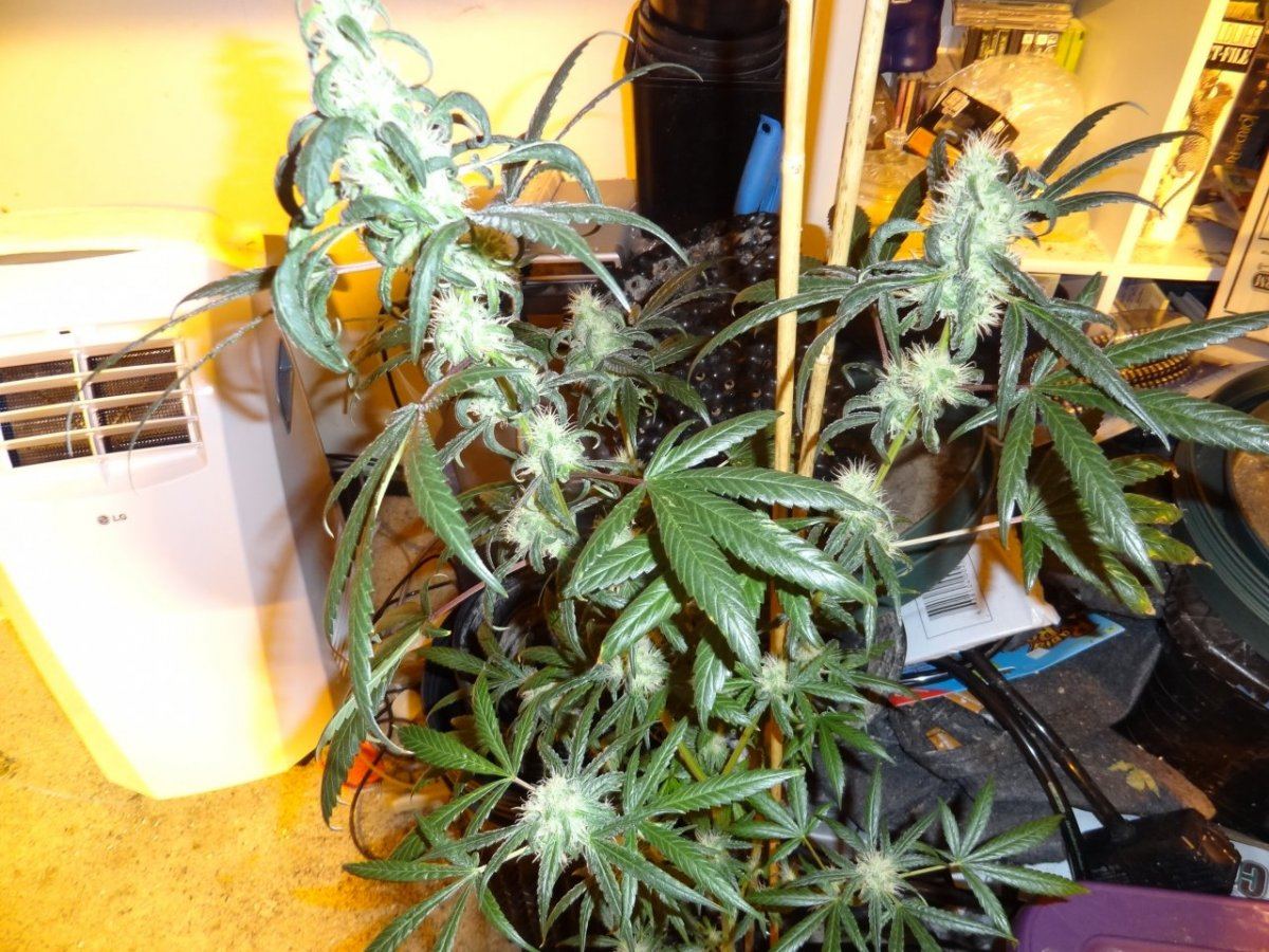 After sesh garden pics 019