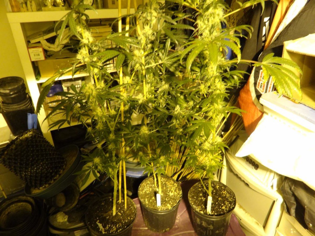 After sesh garden pics 020