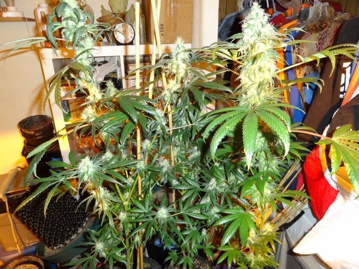 After sesh garden pics 021